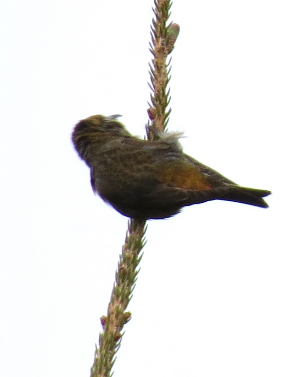 Red Crossbill - James Hirtle