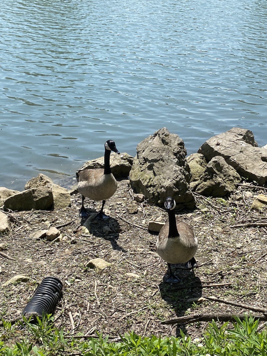 Canada Goose - Caroline Castagna