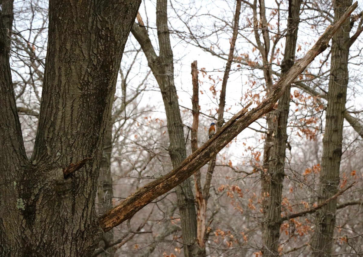 Eastern Bluebird - Lisa Maier