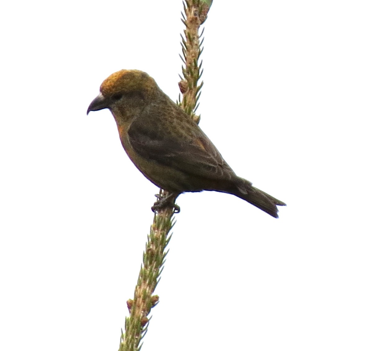 Red Crossbill - James Hirtle