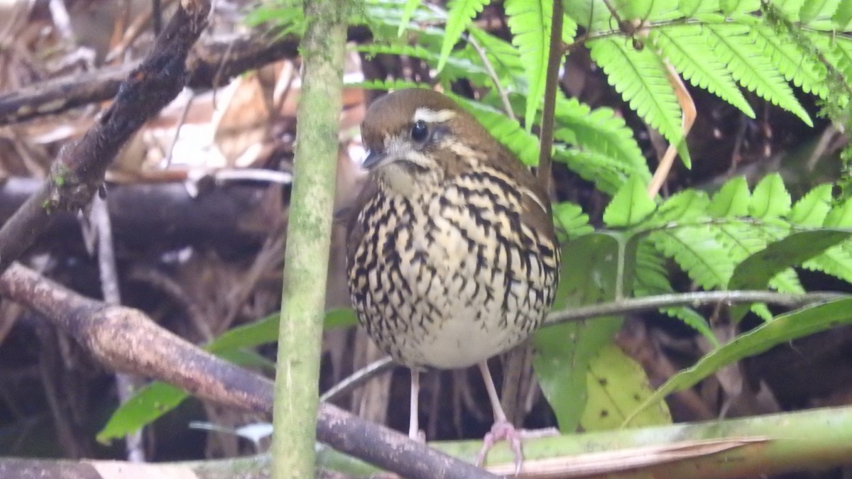 Rufous-tailed Antthrush - ML619487115