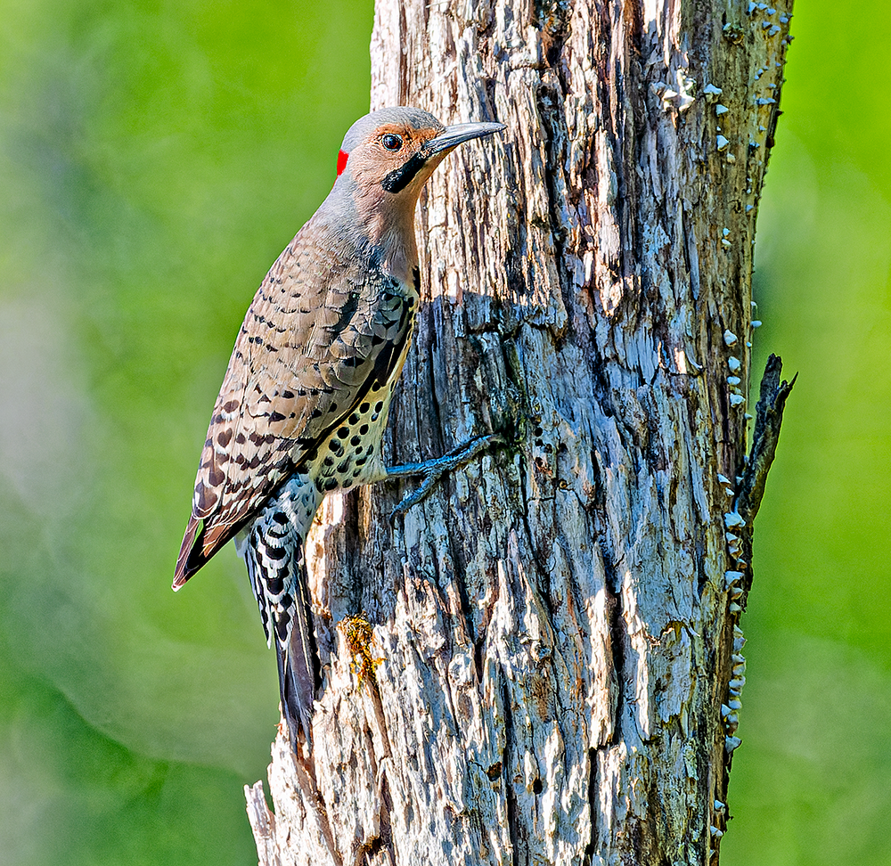 Northern Flicker - ML619487117