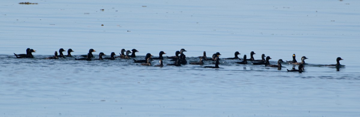 Black Scoter - Christine Pelletier et (Claude St-Pierre , photos)