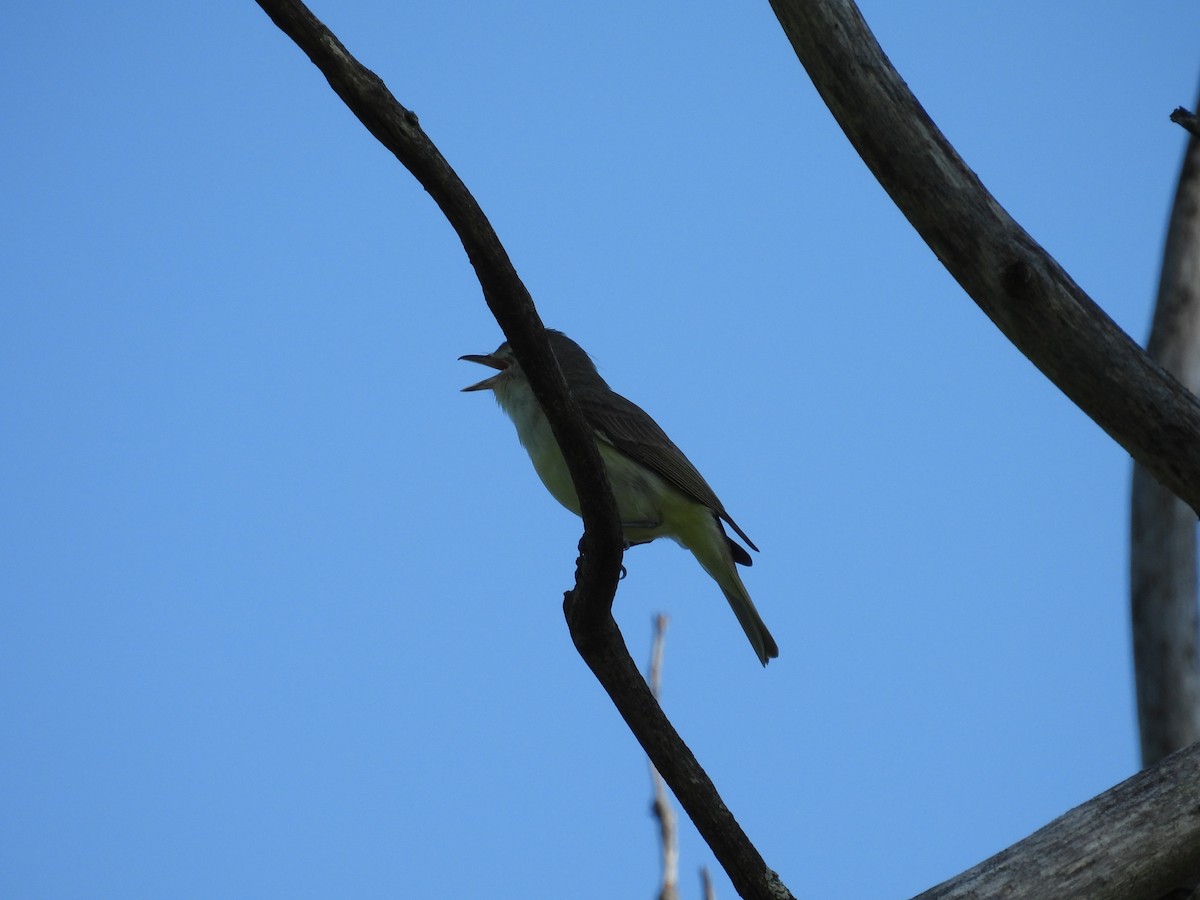 Warbling Vireo - ML619487124