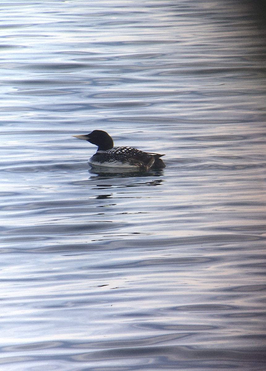 Yellow-billed Loon - Detlef Stremke