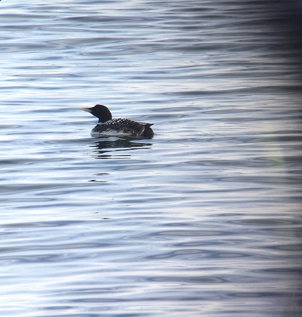 Yellow-billed Loon - Detlef Stremke