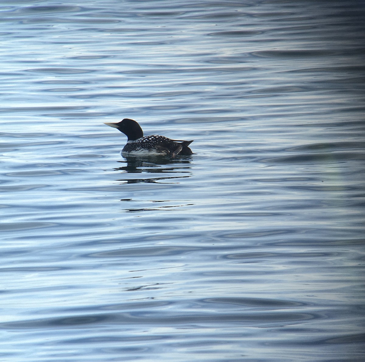 Yellow-billed Loon - Detlef Stremke