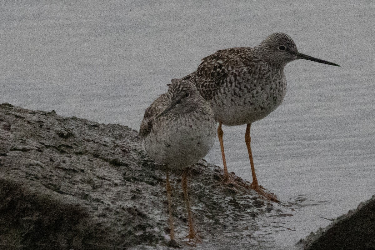 Greater Yellowlegs - ML619487131
