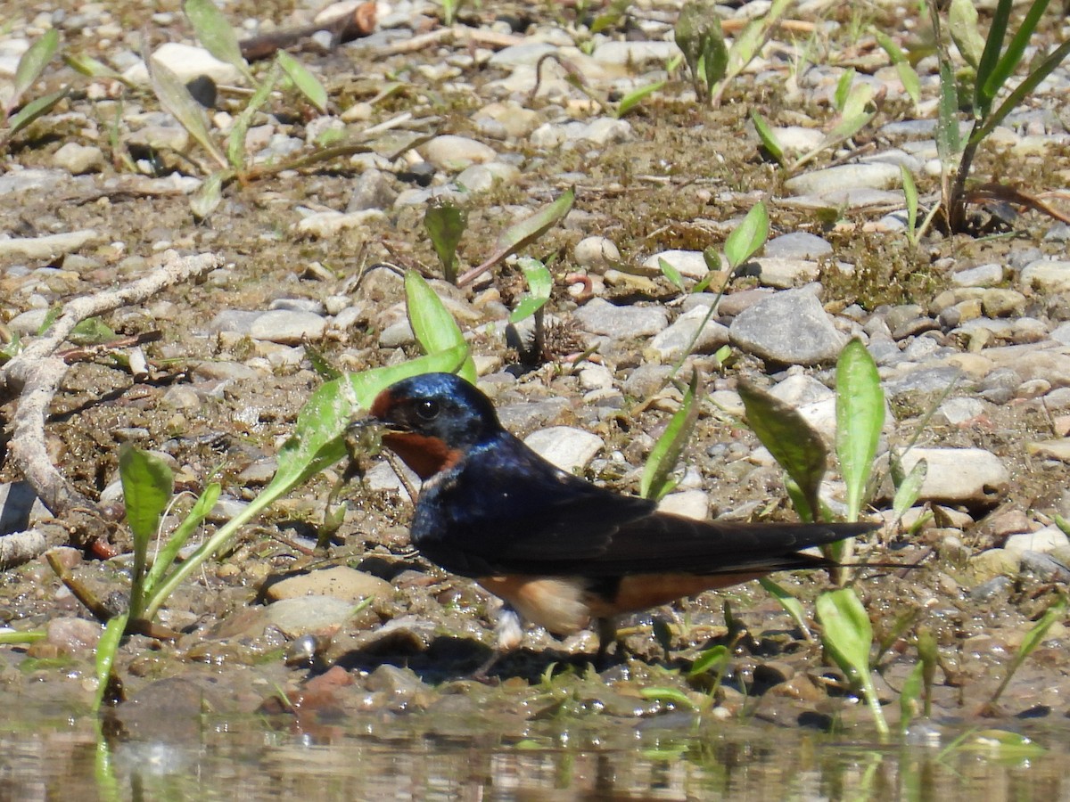 Barn Swallow - ML619487136