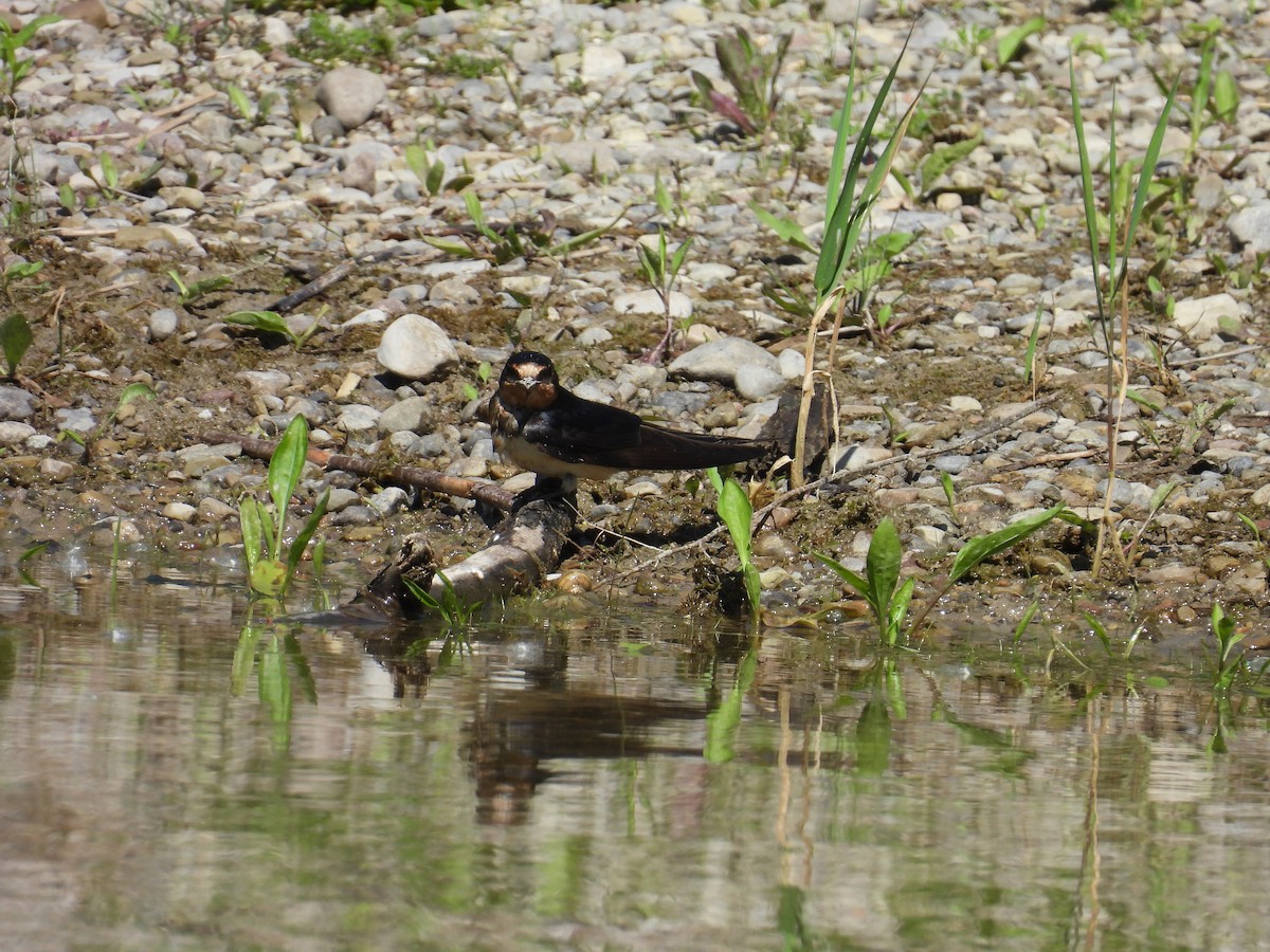 Golondrina Común - ML619487139