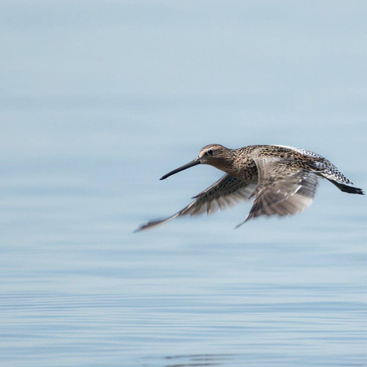 Short-billed Dowitcher - ML619487142