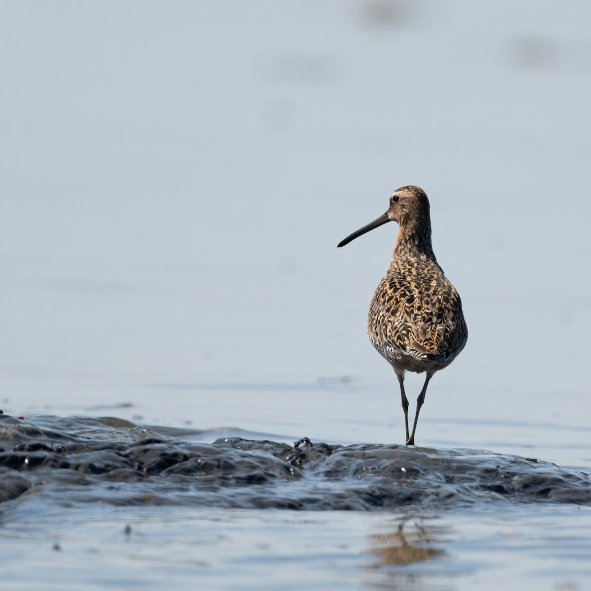 Short-billed Dowitcher - Christine Pelletier et (Claude St-Pierre , photos)