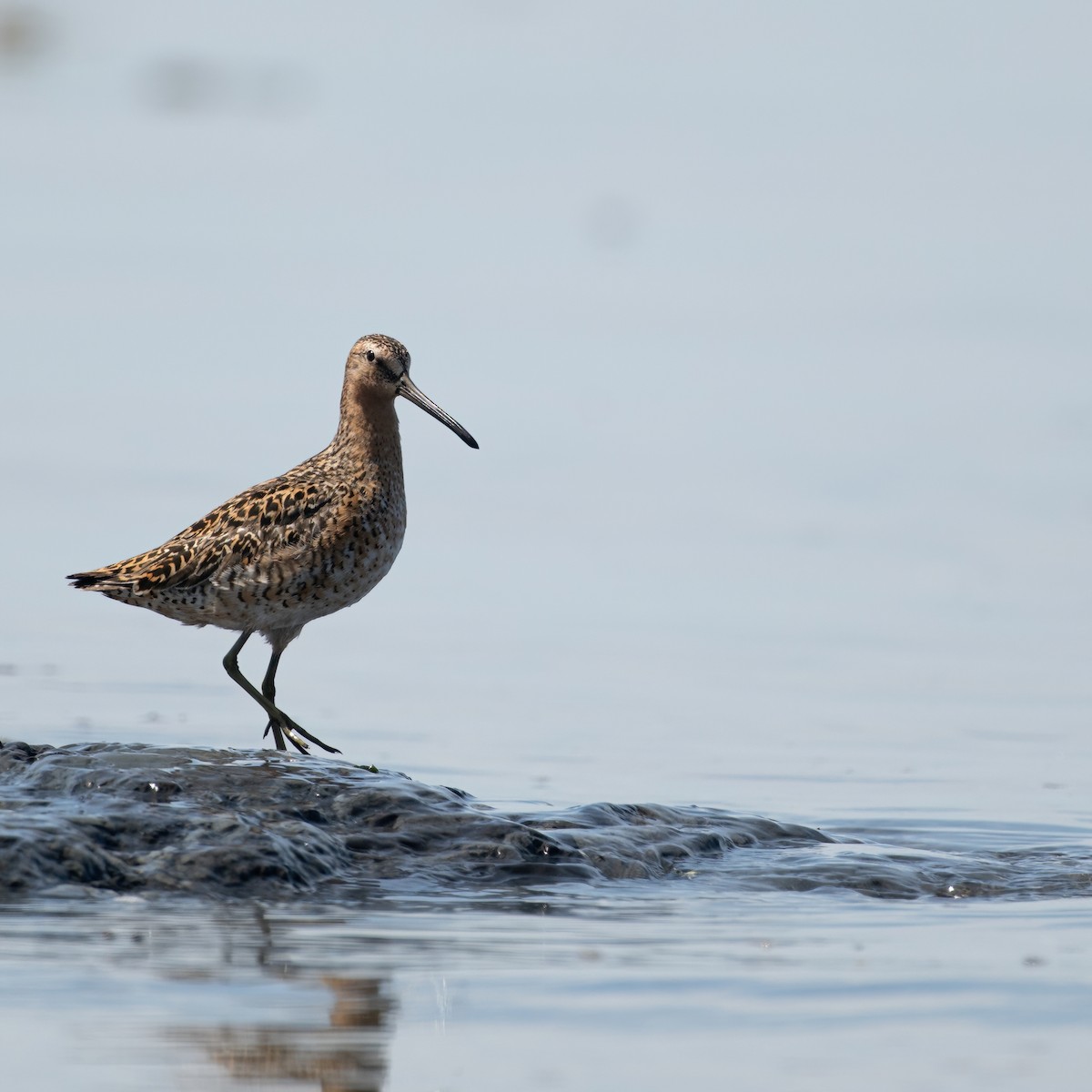 Short-billed Dowitcher - Christine Pelletier et (Claude St-Pierre , photos)