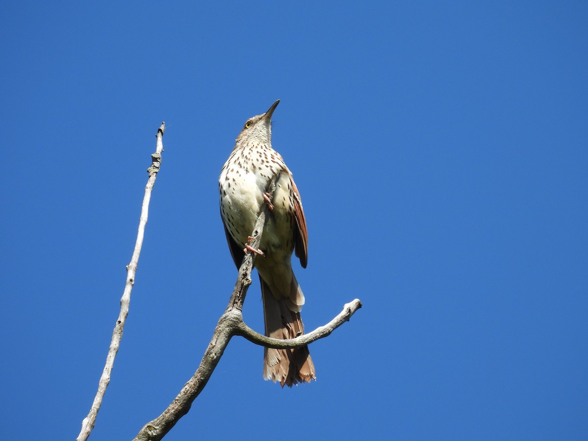 Brown Thrasher - ML619487146