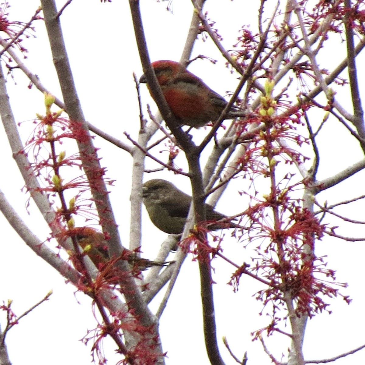 Red Crossbill - James Hirtle