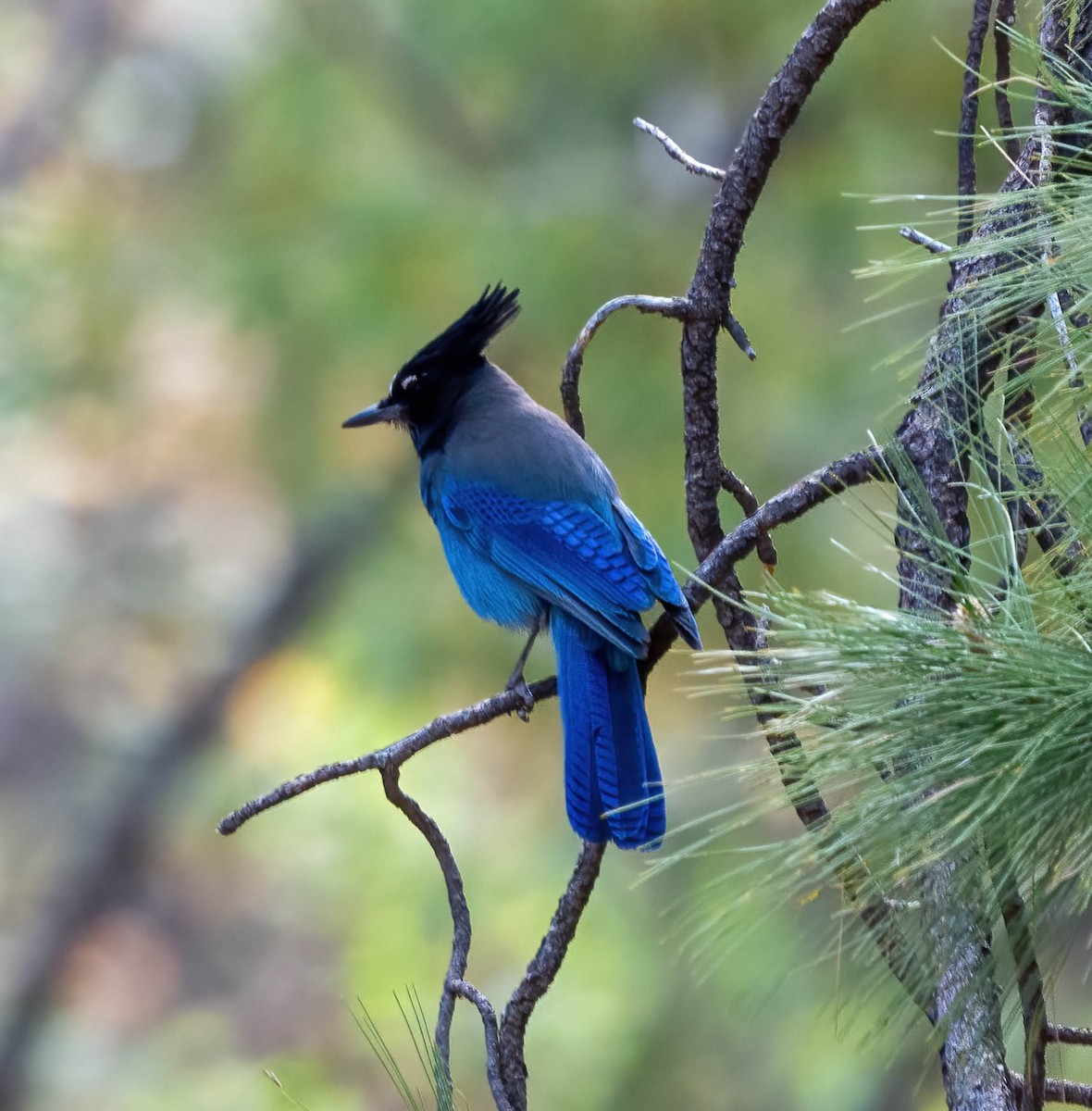 Steller's Jay - Eric Bodker