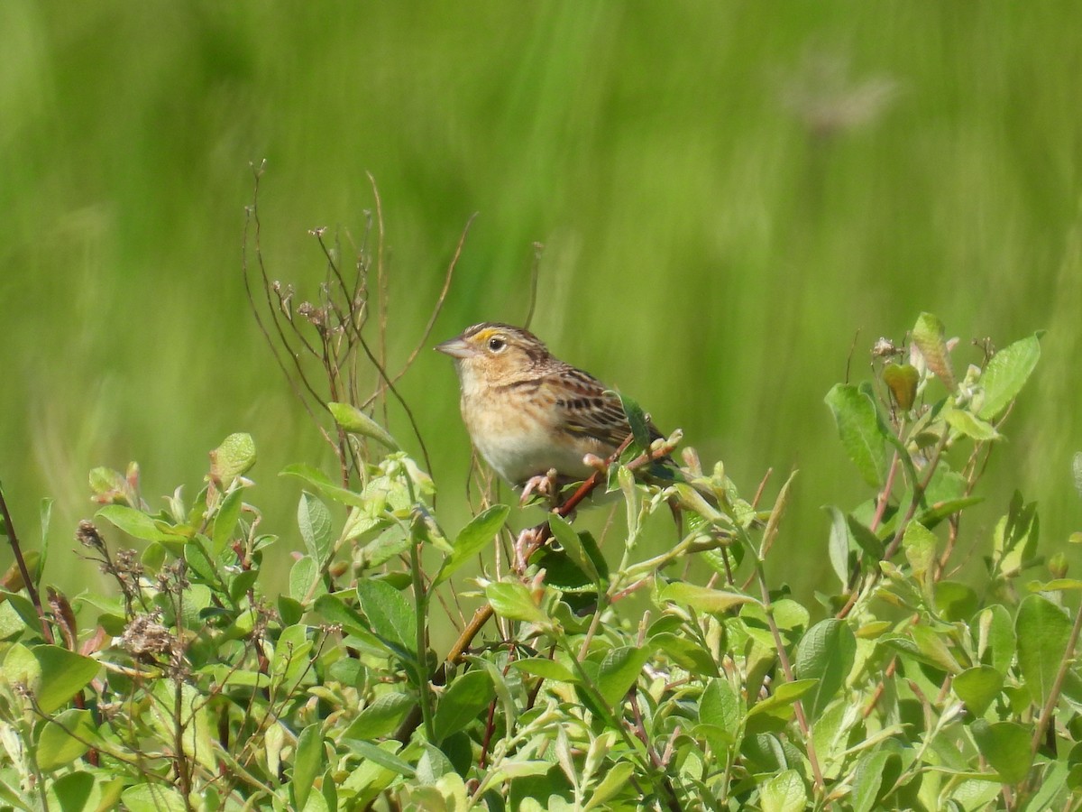 Grasshopper Sparrow - ML619487152