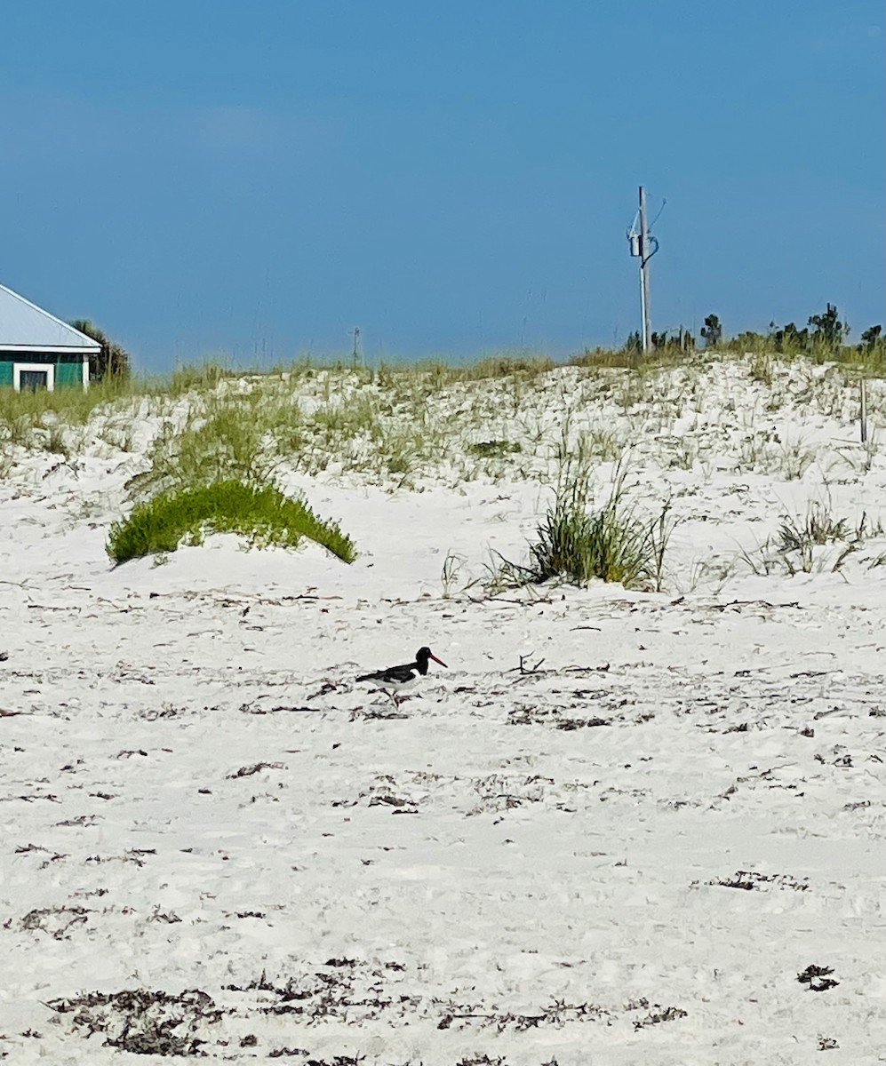 American Oystercatcher - Carey Cooper