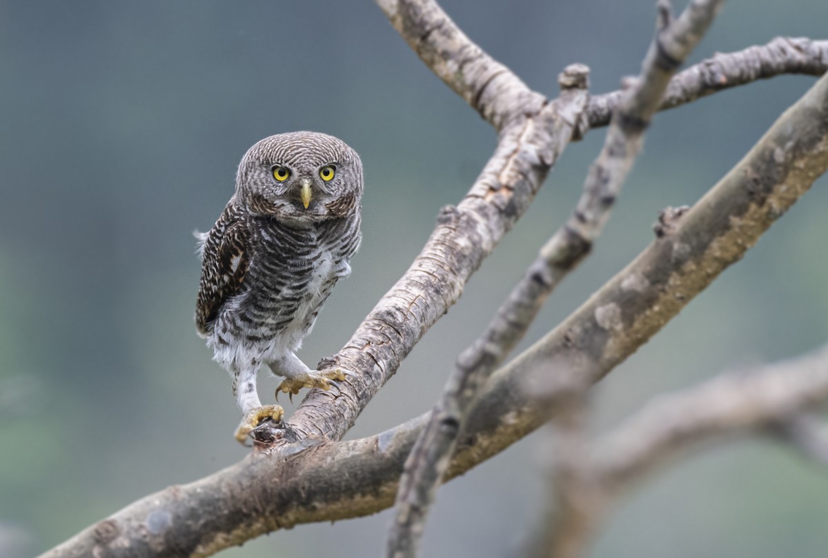 Jungle Owlet - Fareed Mohmed