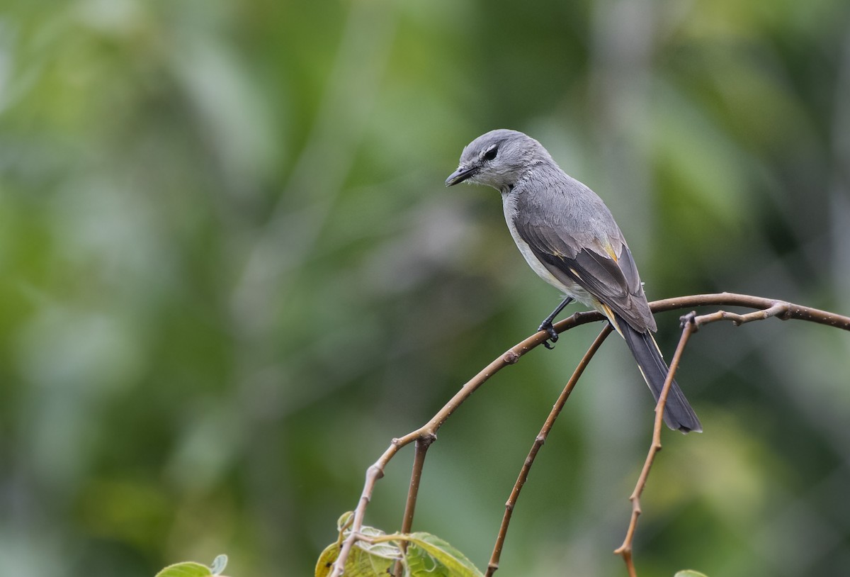 Small Minivet - Fareed Mohmed