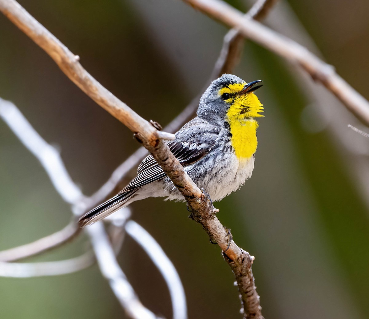 Grace's Warbler - Eric Bodker