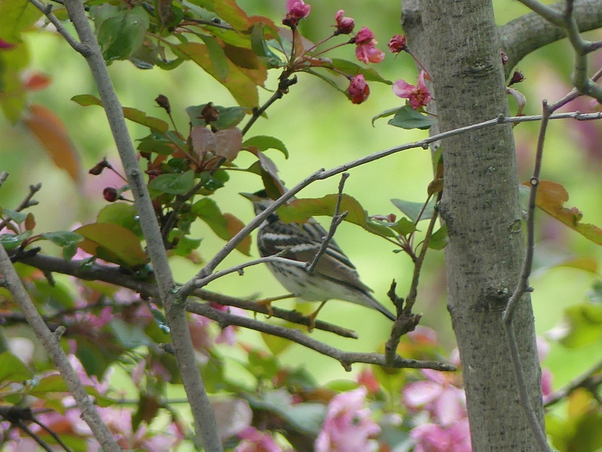 Blackpoll Warbler - Claude Simard