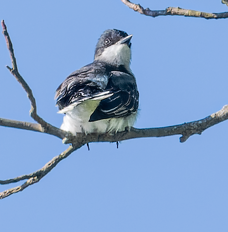 Eastern Kingbird - ML619487173