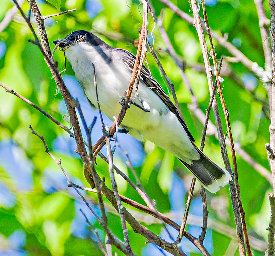 Eastern Kingbird - ML619487174