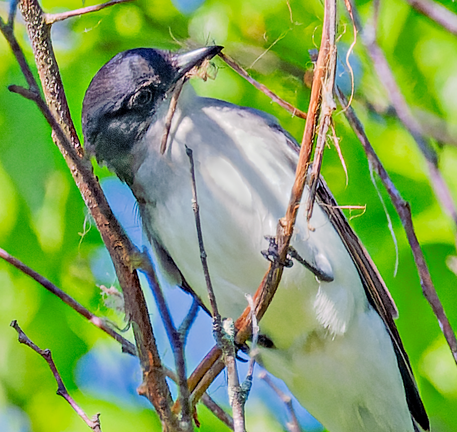 Eastern Kingbird - ML619487175