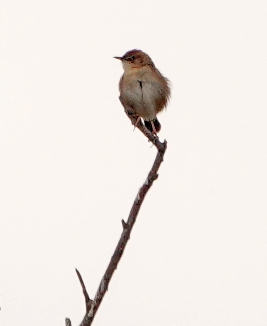 Zitting Cisticola - Diane Drobka