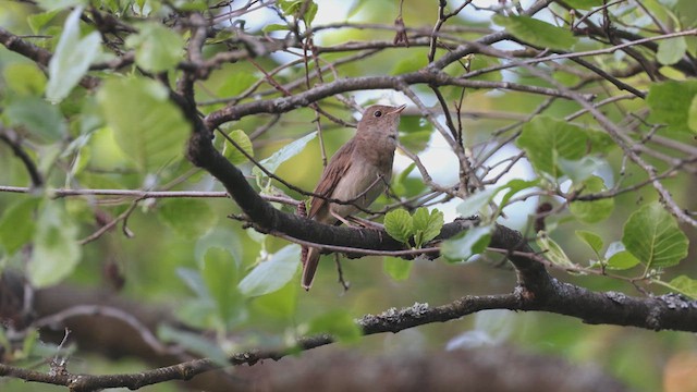 Thrush Nightingale - ML619487179