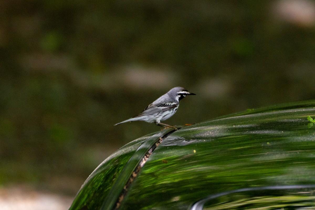 Yellow-throated Warbler - Brookelyn P