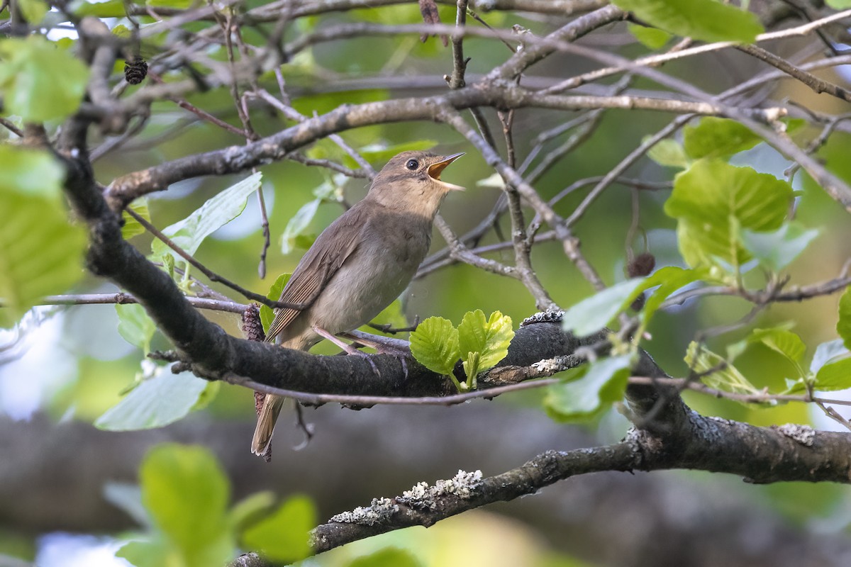 Thrush Nightingale - Delfin Gonzalez