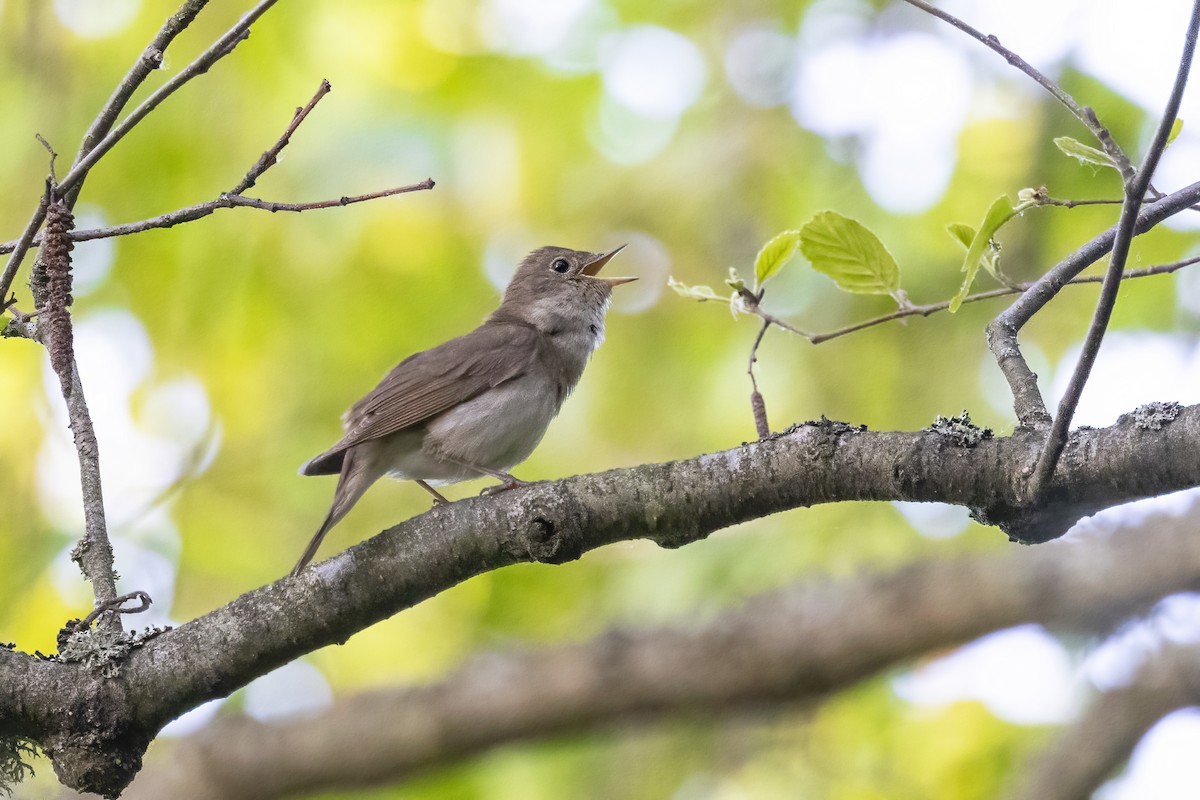 Thrush Nightingale - Delfin Gonzalez