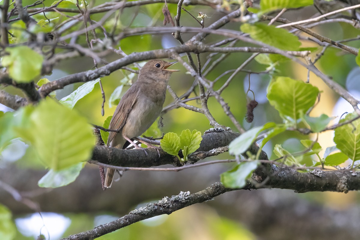 Thrush Nightingale - Delfin Gonzalez