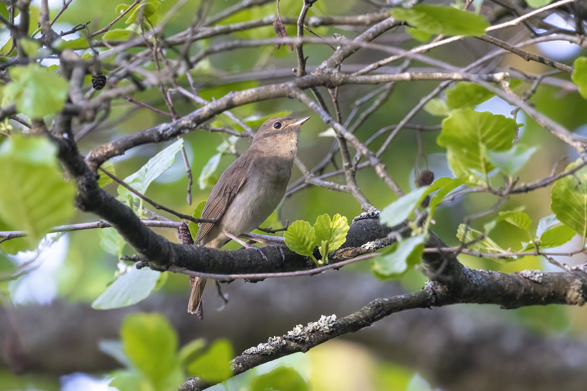 Thrush Nightingale - Delfin Gonzalez