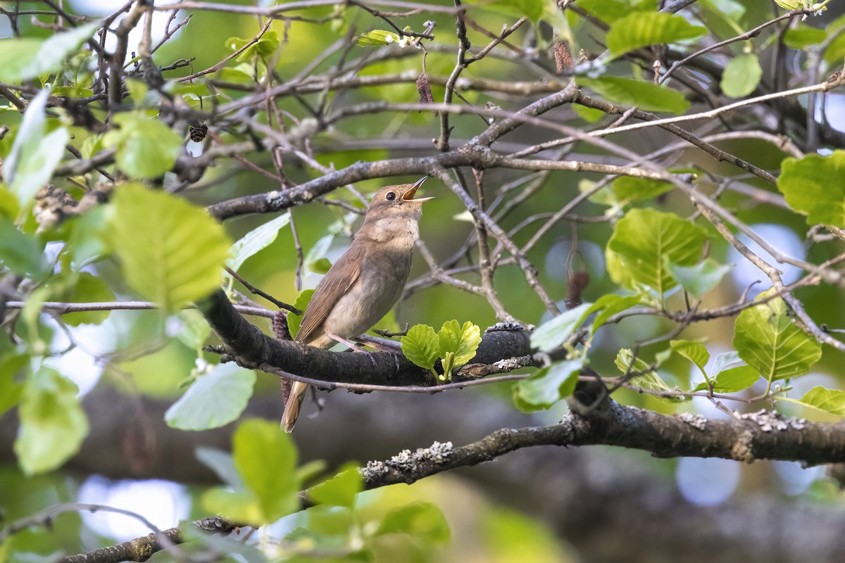 Thrush Nightingale - ML619487195