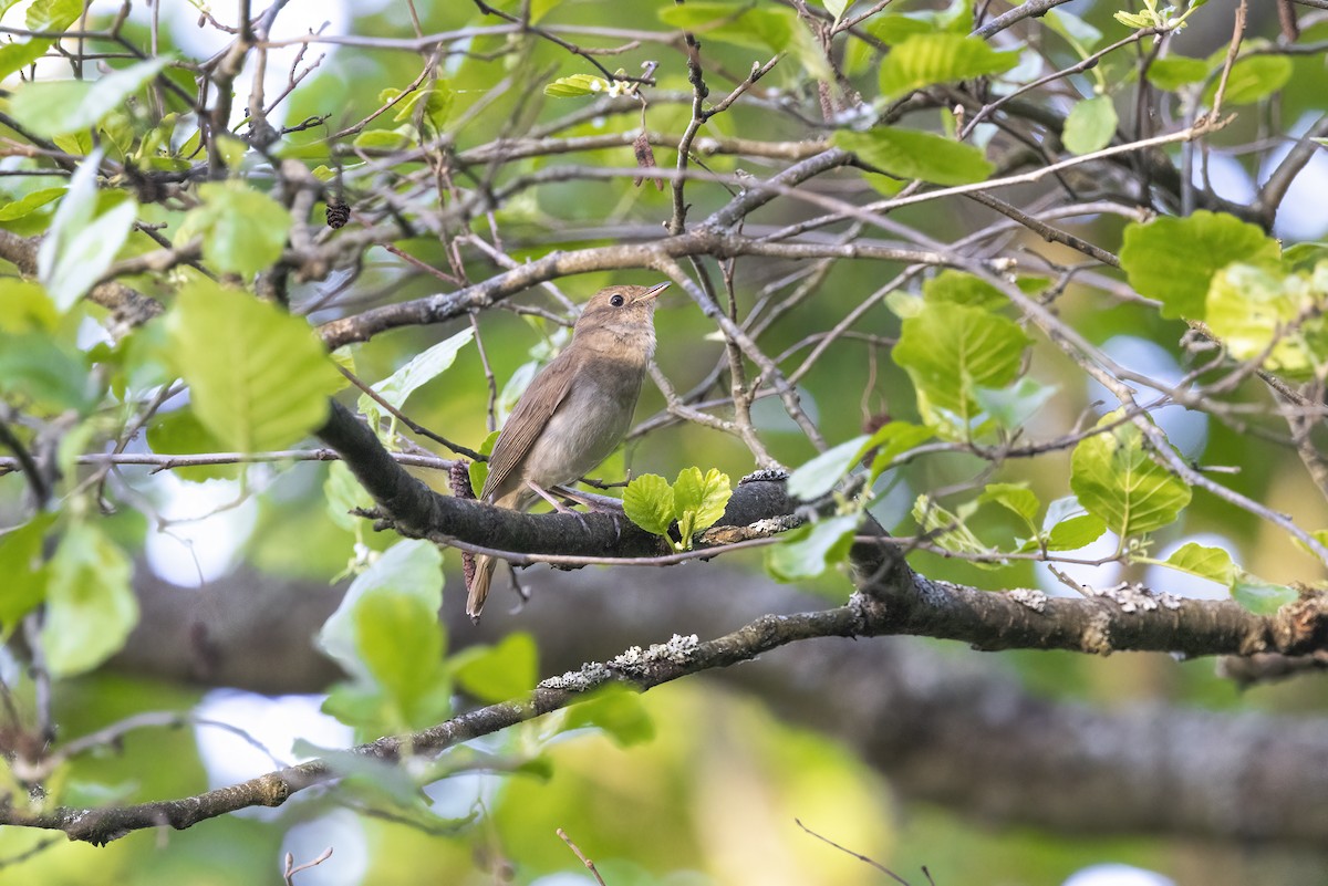 Thrush Nightingale - Delfin Gonzalez