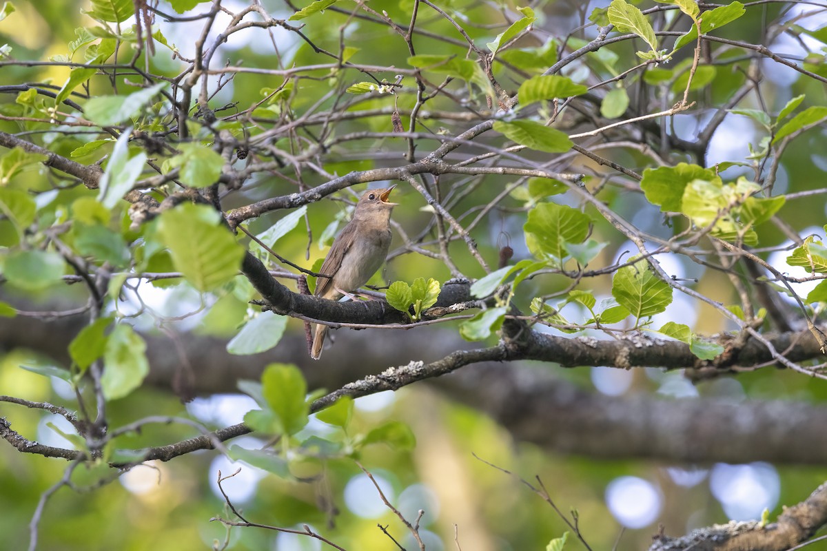 Thrush Nightingale - Delfin Gonzalez