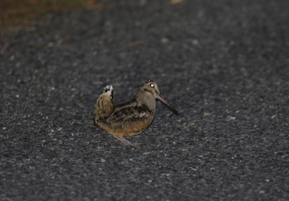 American Woodcock - Joe Gyekis