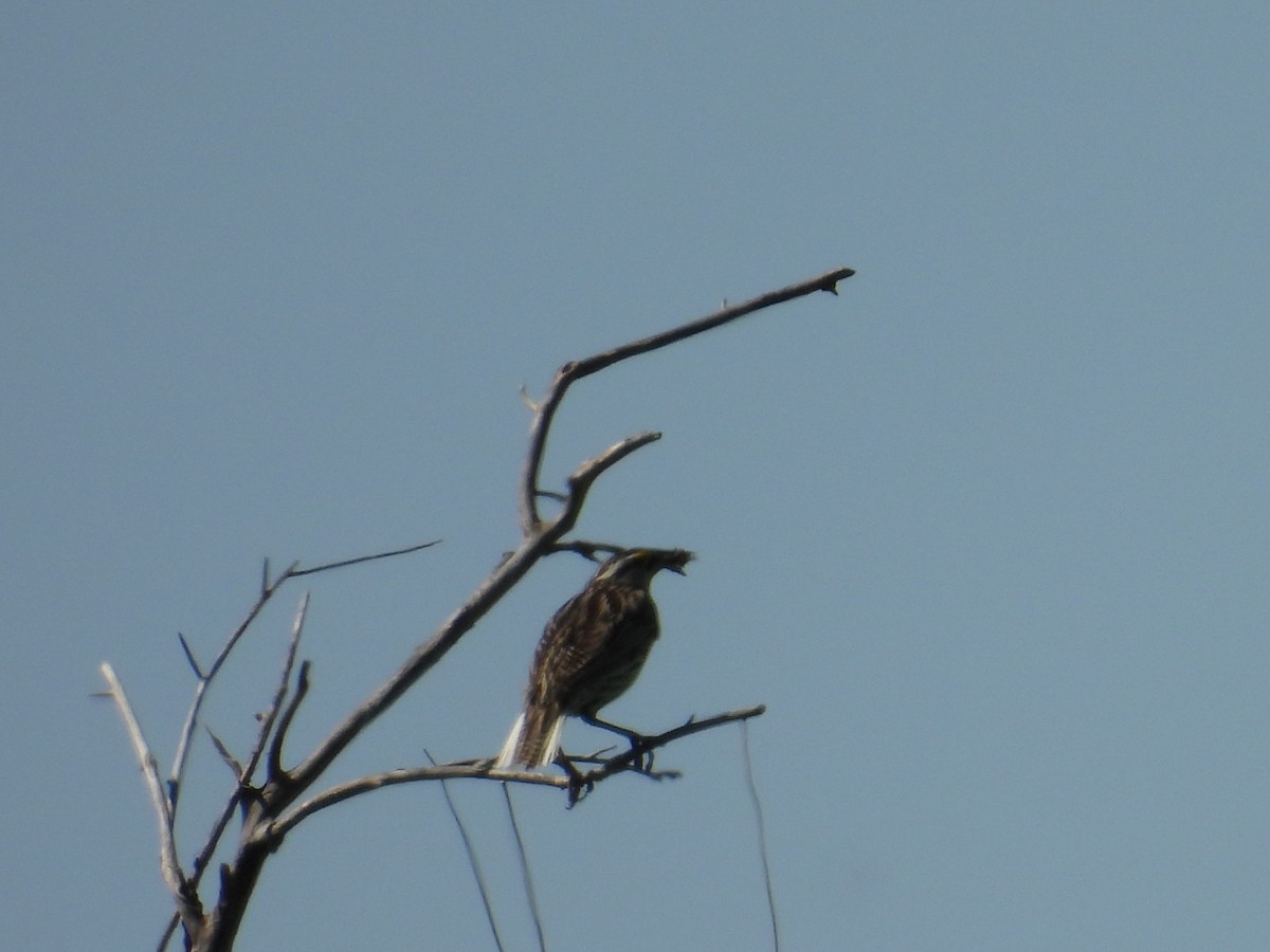 Eastern Meadowlark - Riley Saxton