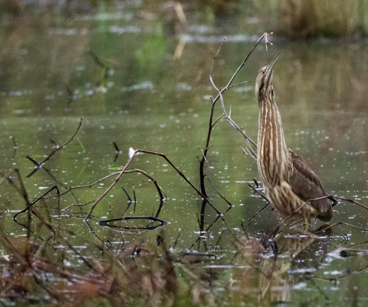 American Bittern - Jeff Kenney