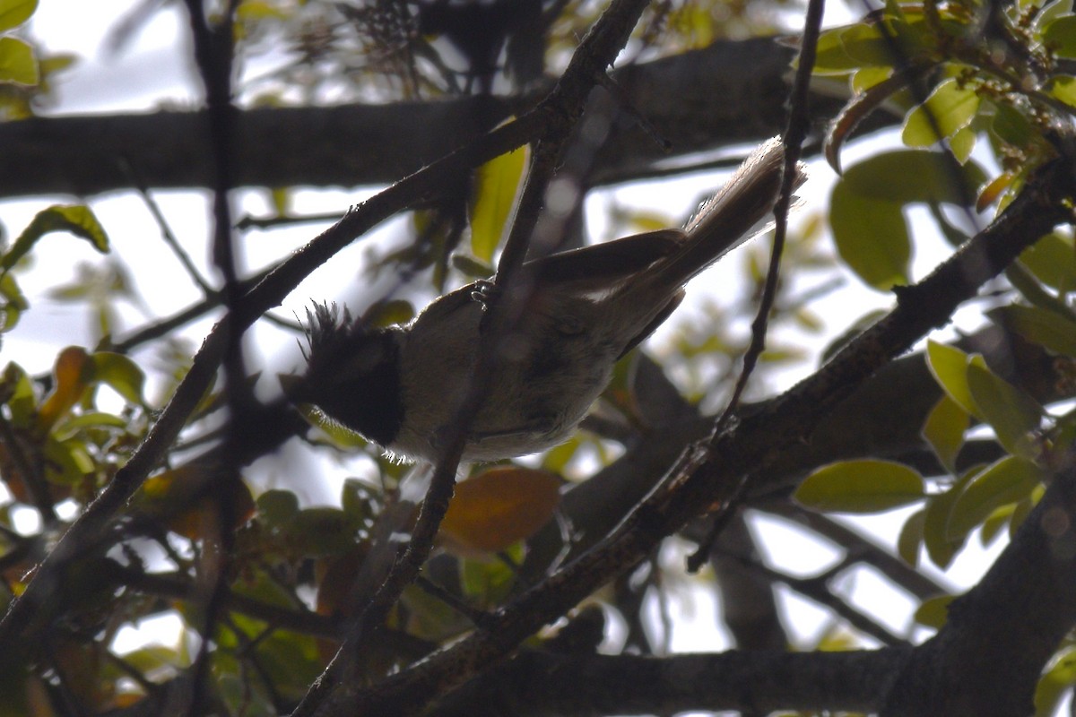 Bridled Titmouse - William Harmon