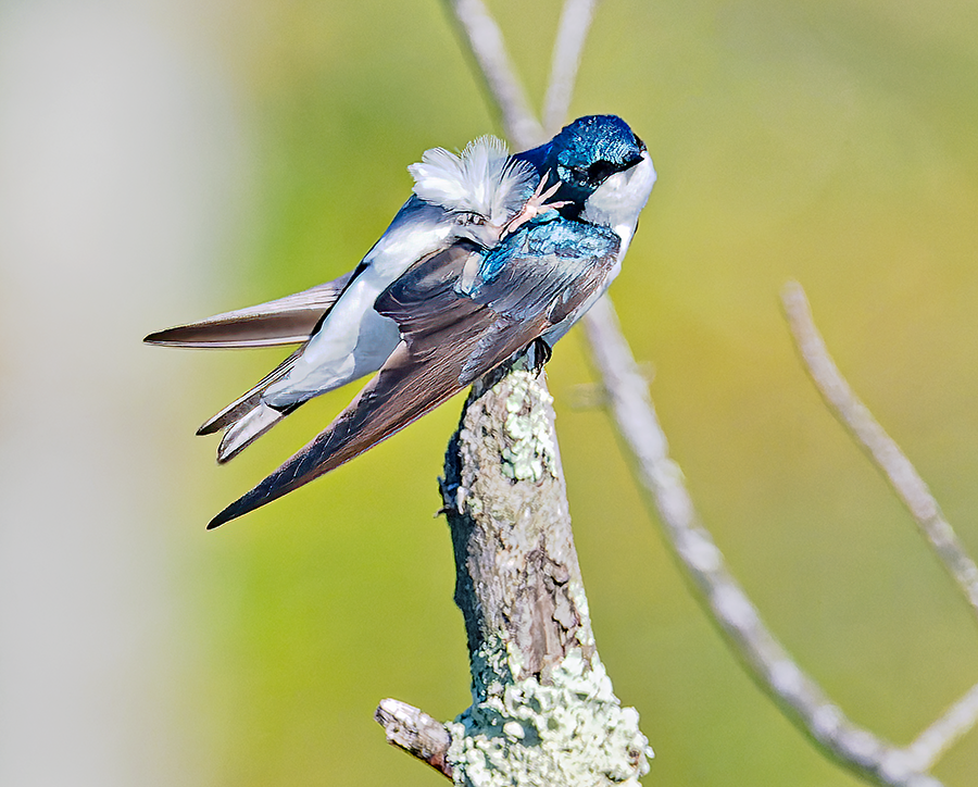 Golondrina Bicolor - ML619487208