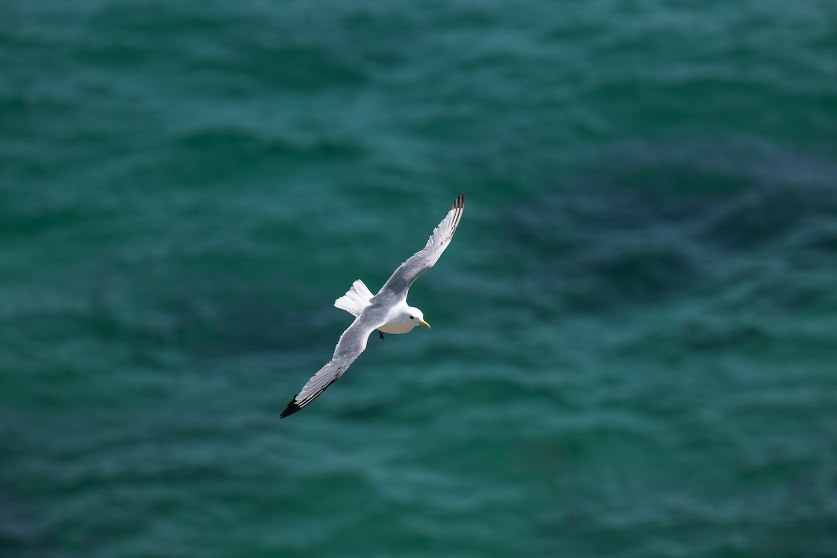 Black-legged Kittiwake - Ronan Toomey