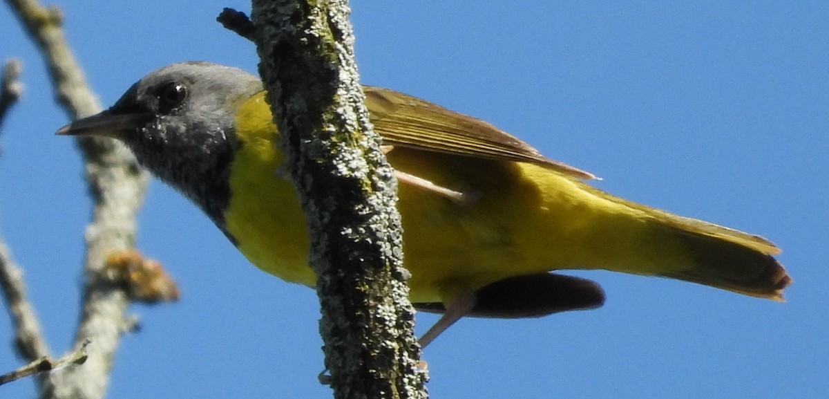 Mourning Warbler - Brent Daggett