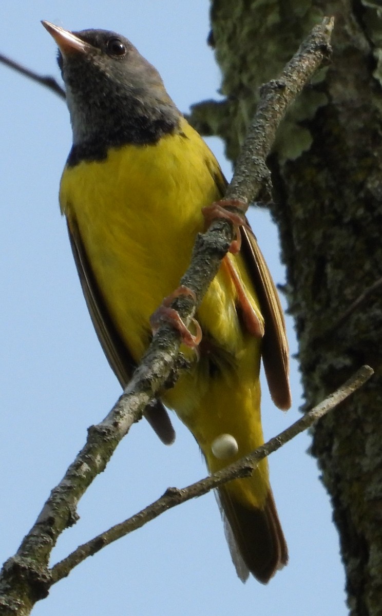 Mourning Warbler - Brent Daggett