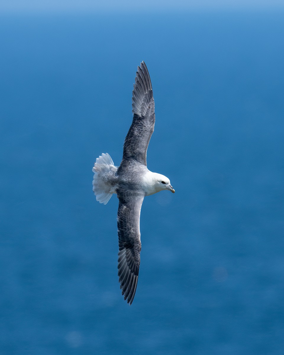 Northern Fulmar - Ronan Toomey