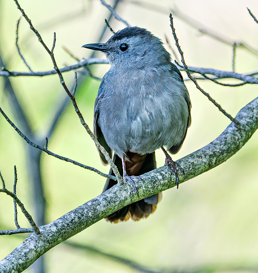 Gray Catbird - ML619487239