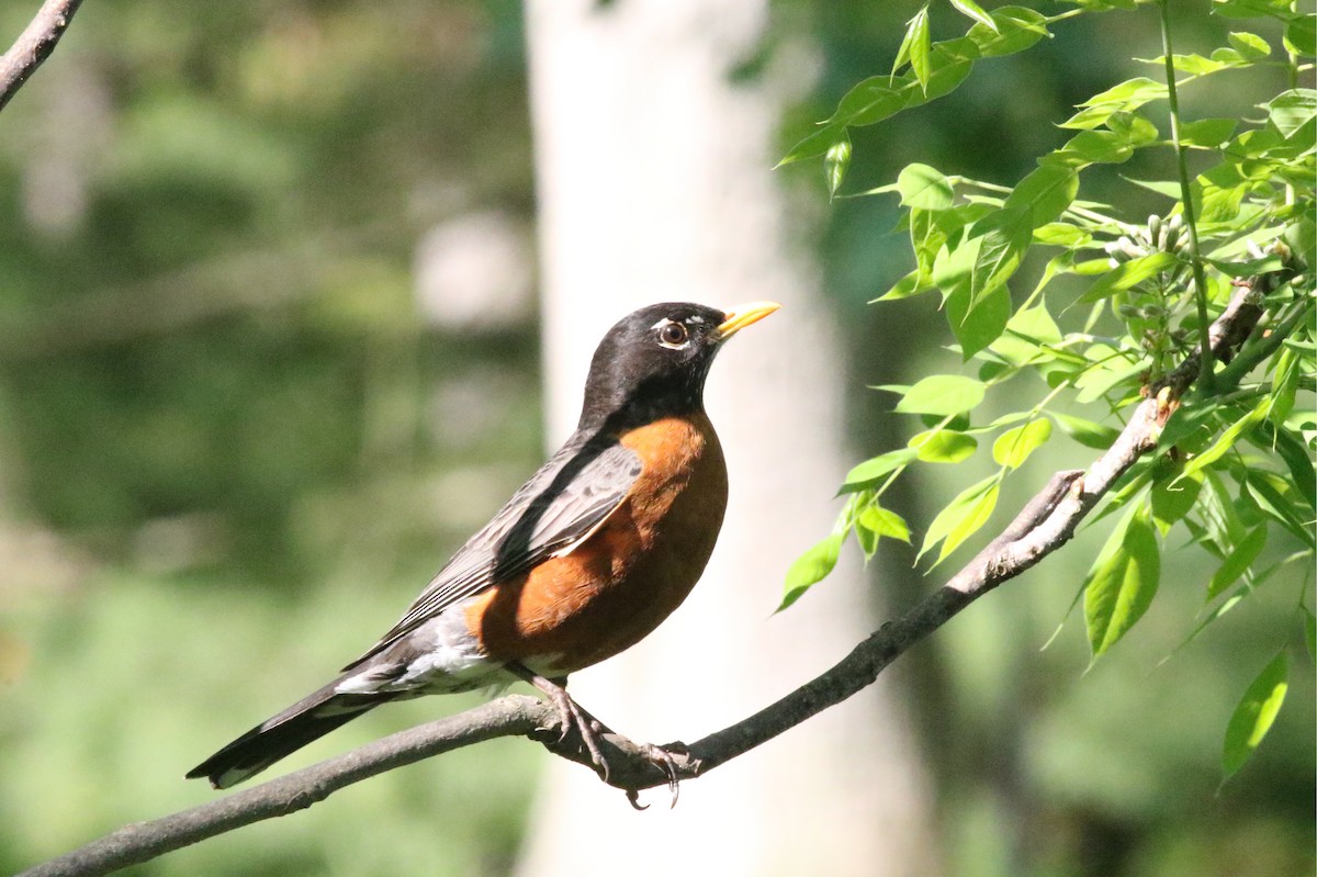 American Robin - Joe Gyekis